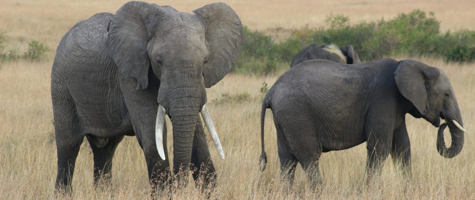 A herd of African elephants grazing in the grasslands of Kenya's savanna.